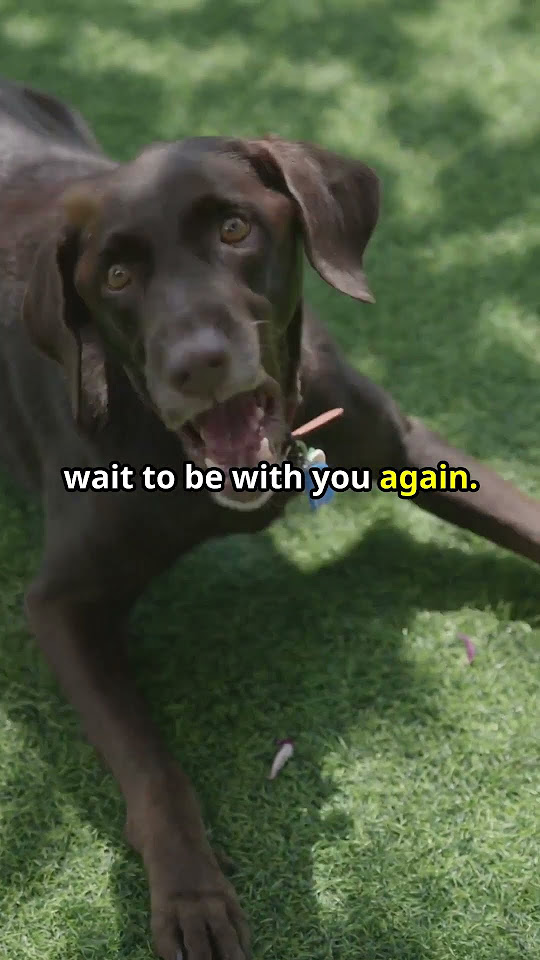 Why does your dog go crazy when you come home? YouTube