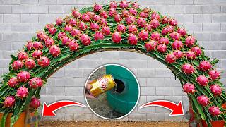 Beer, Old Plastic Containers: Sweet Dragon Fruits- Easy Way To Grow Super-Yielding Dragon Fruit