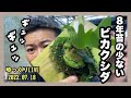 極端な乾燥させるとビカクシダは