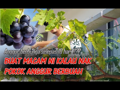 Video: Anggur Pendebungaan: Adakah Anda Memerlukan Dua Pokok Anggur Untuk Buah