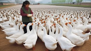 How to Raise Geese for Eggs and Business - Harvesting Goose Eggs - Poultry Business.