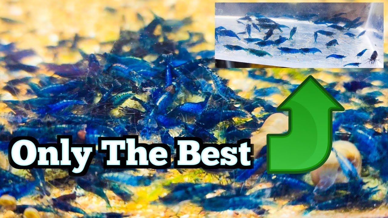 Blue Dream Shrimp Treasure Hunt - Only the Best Shrimp Out of 1000's ...