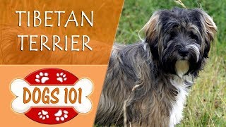 Dogs 101  TIBETAN TERRIER  Top Dog Facts About the TIBETAN TERRIER