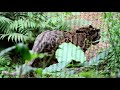 台灣雲豹 Formosan clouded Leopard