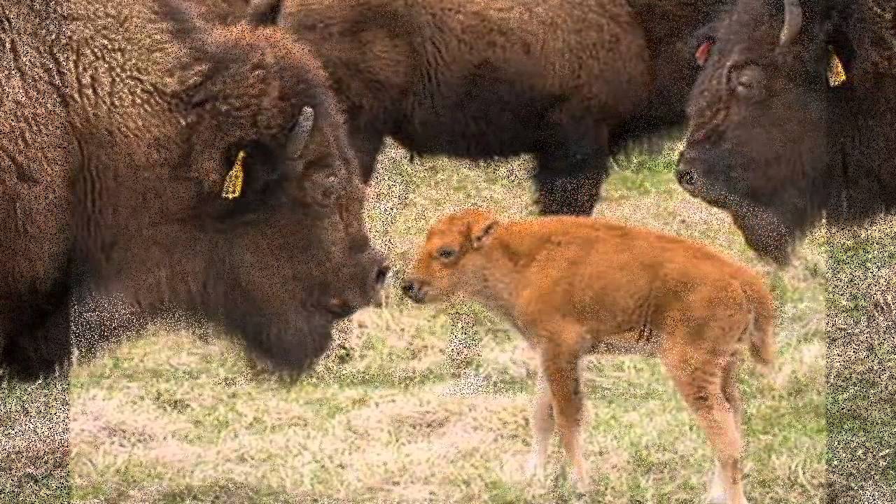 First Baby Bison Is Born In Illinois In Nearly 200 Years - YouTube