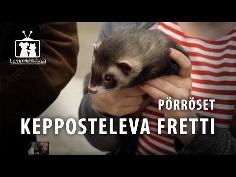 Video: Raivotauti Freteissä