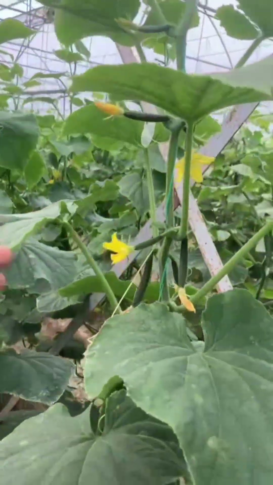 YouTube video kapağı