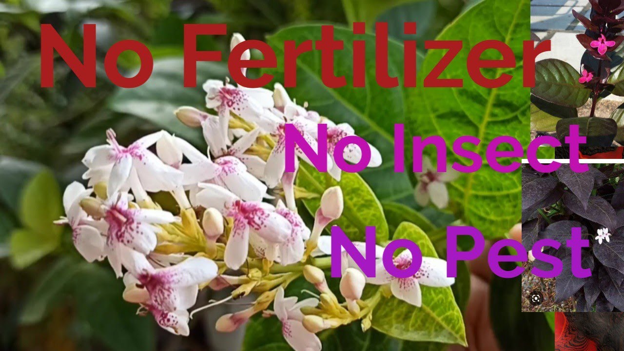 ना फर्टिलाइजर चाहिए ना कितनाशक चाहिए पाइए पूरे साल फूल ही फूल / full care of Eranthemum 