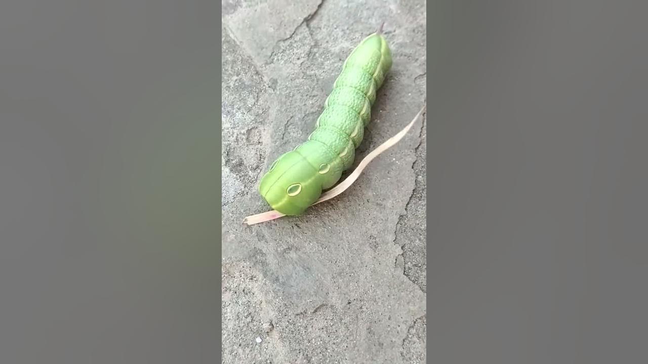 Stages of a lemon worm. YouTube