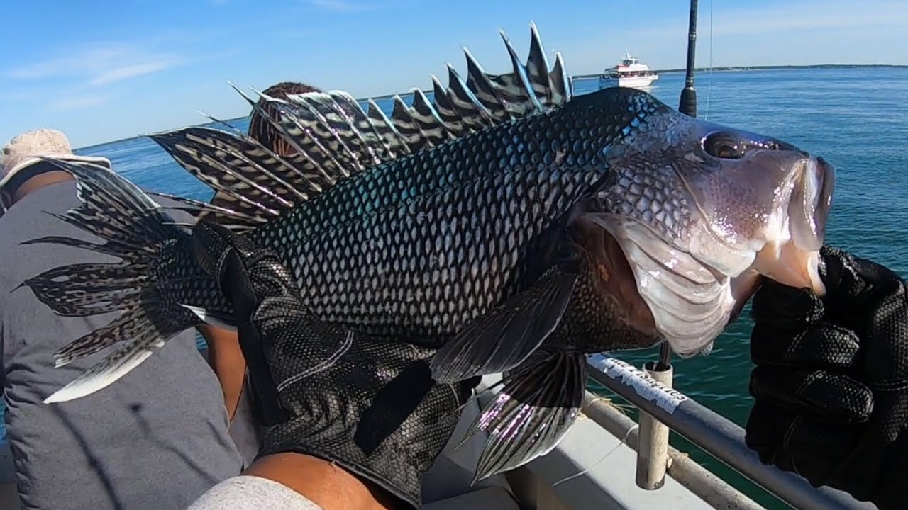 Catching Sea Bass and Porgies with Reel Deal Fishing on The Angler + Tackle  Talk 