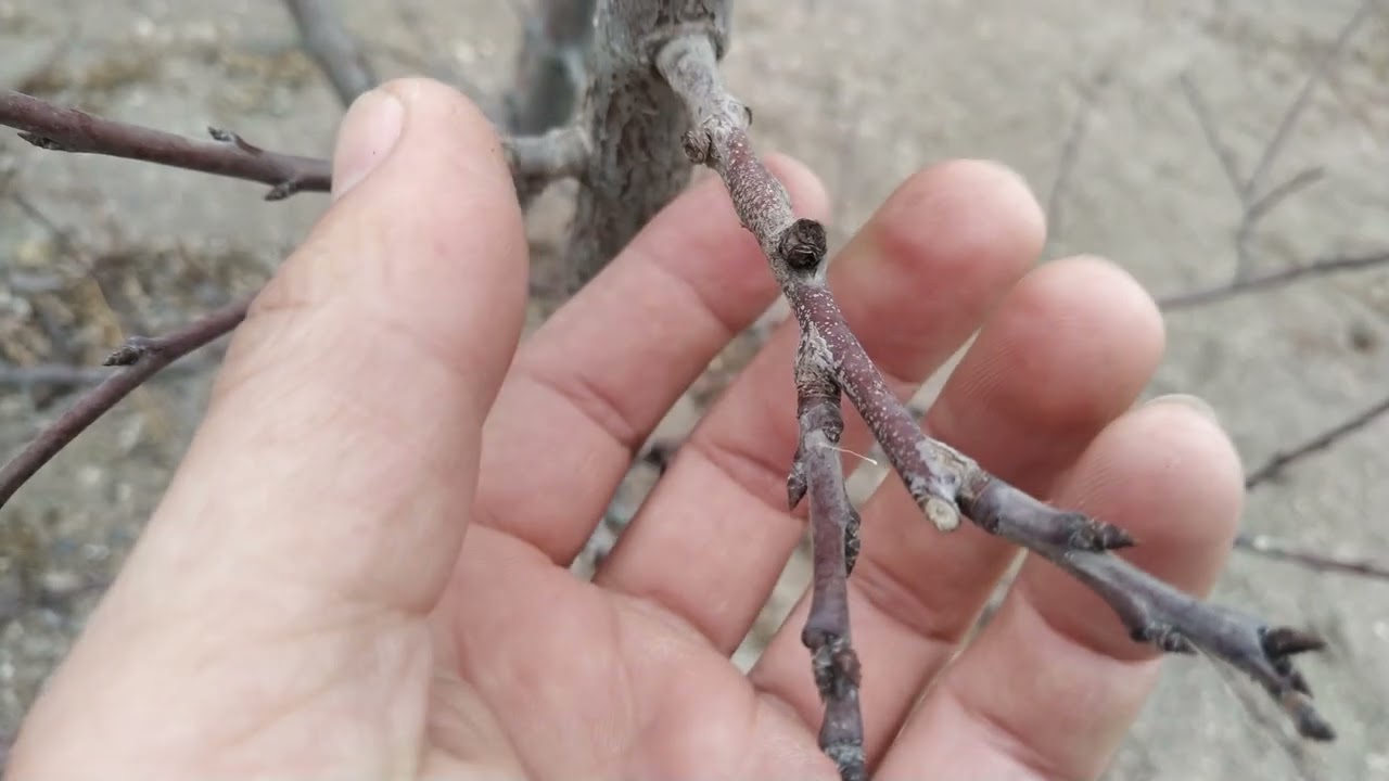 Սալորենու էտի մասին