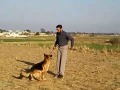 German Shepherd  training