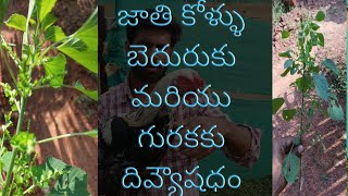 Breed rooster medicine for barking and snoring | జాతి కోళ్ళు బెదురుకు మరియు గురకకు దివ్యౌషధం