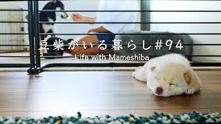 Morning routine of a man who lives with 4 Shiba Inu 【Wild】