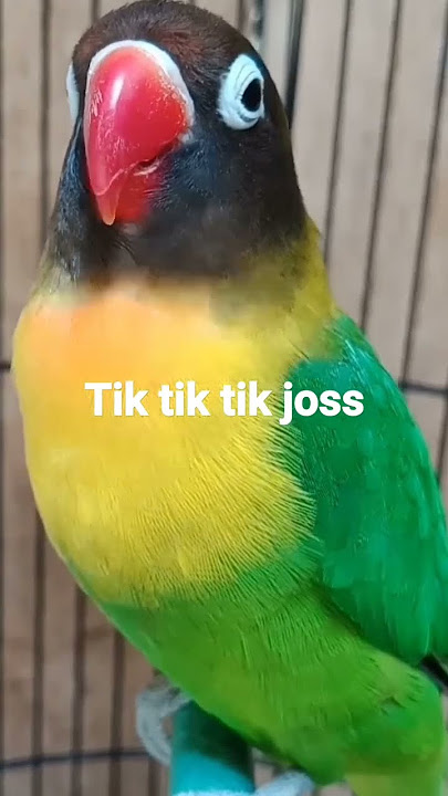 lovebird ngetik sambung ngekek