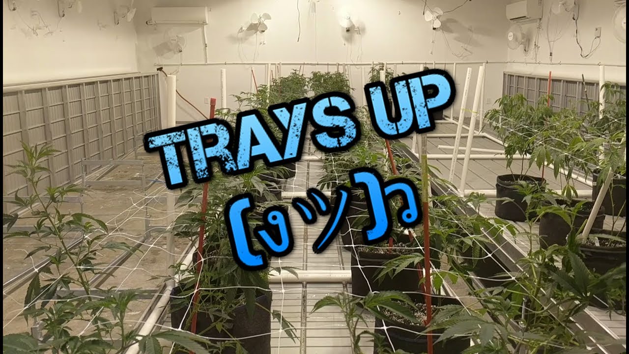 FGSC & OG EP3 - Trays and Nets are UP ✌(◕‿-)✌