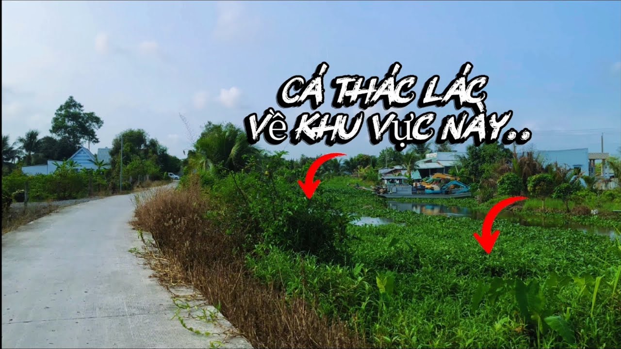 Về nơi này trúng rồi cá Thác Lác,Trê vàng,Rô, Phê lắm anh em.