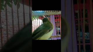 Download Lagu burung rumetuk laut burung langkah suara merdu#rumetuklaut#burunglangkah #suaramerdu #shorts MP3