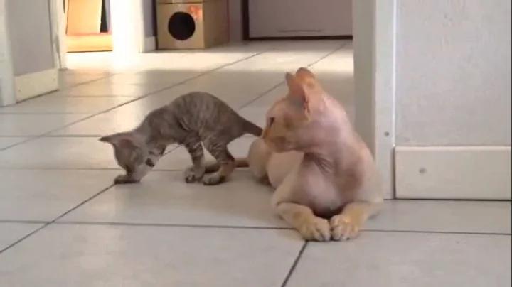 Watch the video about Devon Rex kittens playtime! - Devon Rex cats of Bosco di Stelle