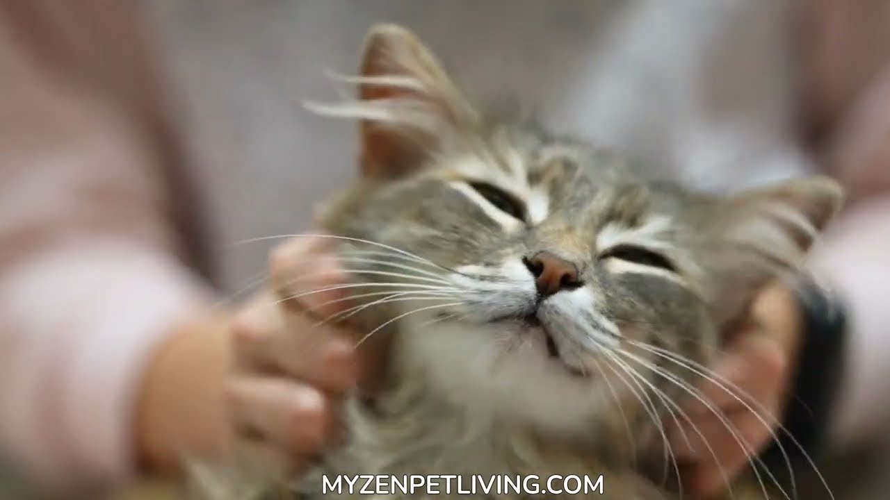 Is Your Cat Quiet or Just Terrified? 😿 (2026 Feline Bio-Hacks) 