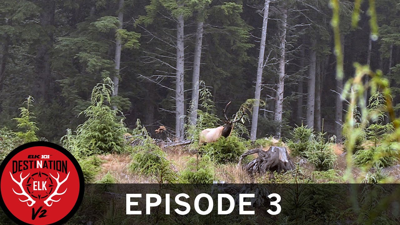 Calling a Roosevelt Herd Bull Away from the Cows (Destination Elk V2: Episode 3)