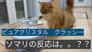 猫動画★水飲み場をピュアクリスタル　グラッシーで新しくしました！ソマリ