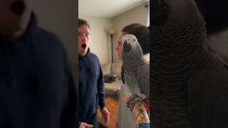 He blamed the cat… but the parrot exposed the REAL culprit! 😂🖼️🦜
