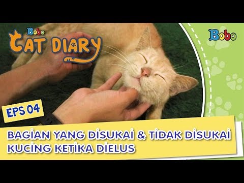 Video: Cara Membelai Kucing