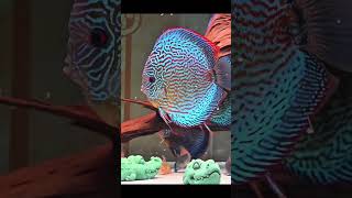 Royal Turquoise Discusfish 霸王松