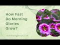 How Fast Do Morning Glories Grow