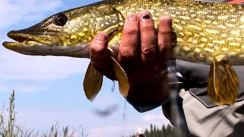 Fly-Casting the Shoals for Northern Pike: The Yukon
