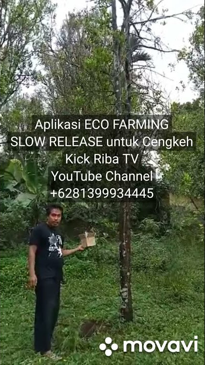 Aplikasi ECO FARMING Slowrelease untuk tanaman cengkeh