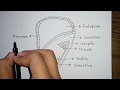 How to draw monocotyledon seed  transverse section of maize seed  monocot seed structure diagram