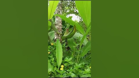 In The Rain Forest, Big Leaves, Tall Trees And Happy Birds Sing, Pacitan, East Java, Indonesia, 2025