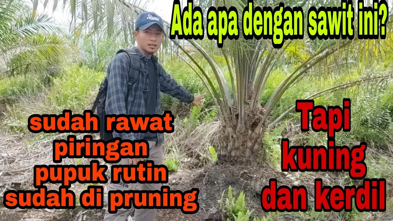 Tanaman sawit bermasalah sudah di pupuk rutin dan di rawat masih saja kerdil dan kuning