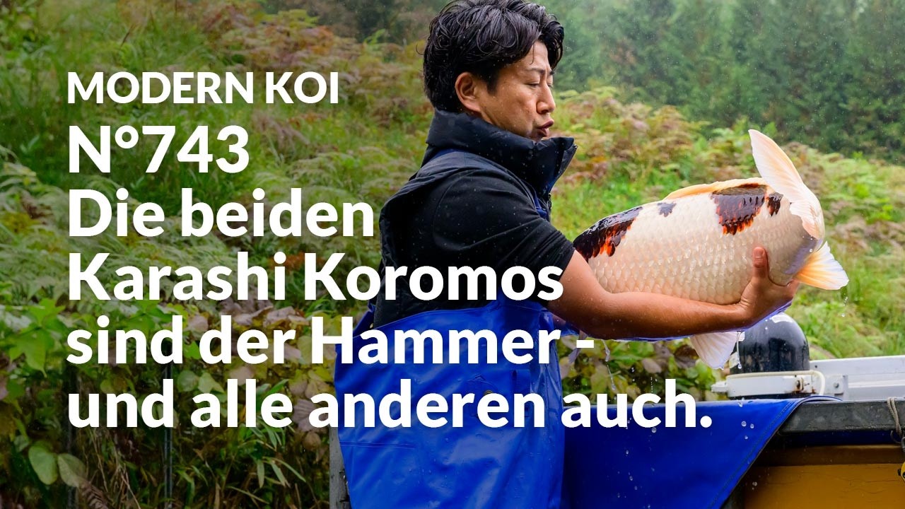 Alle Koi aus Auktion No. 743 im Detail erklärt | Konishi Koi News