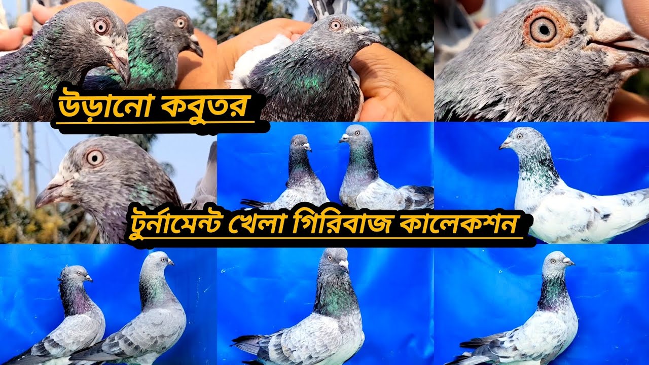 নতুন নতুন কালেকশন নিয়ে নতুন ভিডিও চলে আসলো সবচেয়ে কম দামে হাই প্লেয়ার কালেকশন 