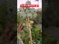 आज मेरी दो वीडियो वायरल हुई है#best #viral #vidio #shorts #coolvidio
