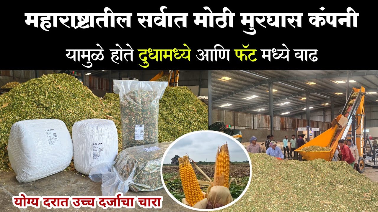 महाराष्ट्रातील सर्वात मोठी मुरघास कंपनी | दुधामध्ये आणि फॅट मध्ये वाढ करणारा चारा | मुरघास 