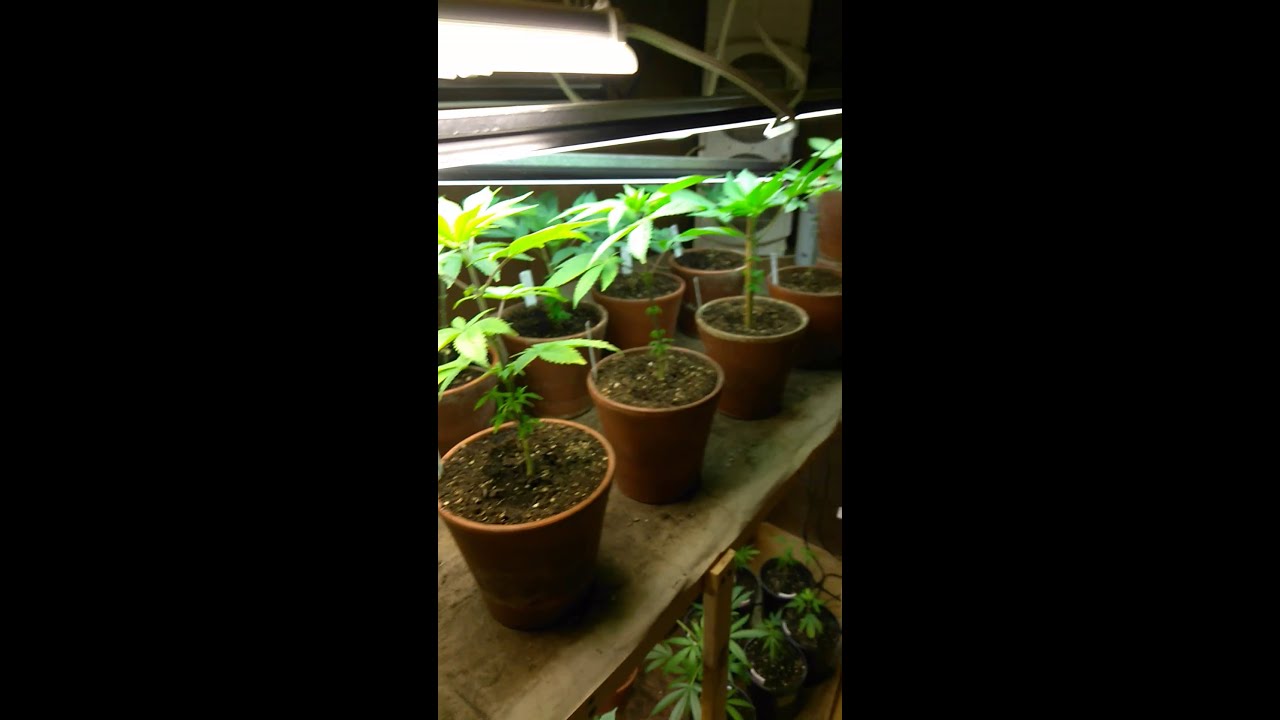 BlueKnight getting Bushy Beastliness