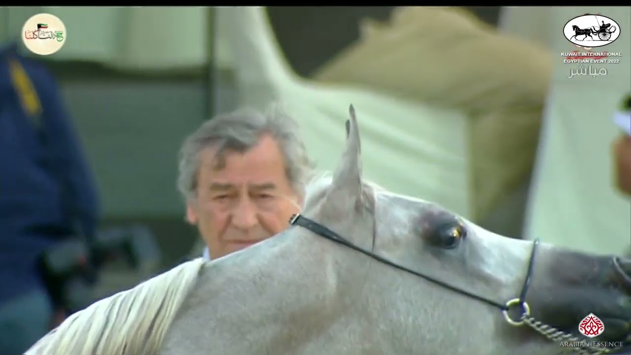 N 49 WAJEB EL KUWAIT   Kuwait International Egyptian Event 2022   Yearling Colts Class 2A