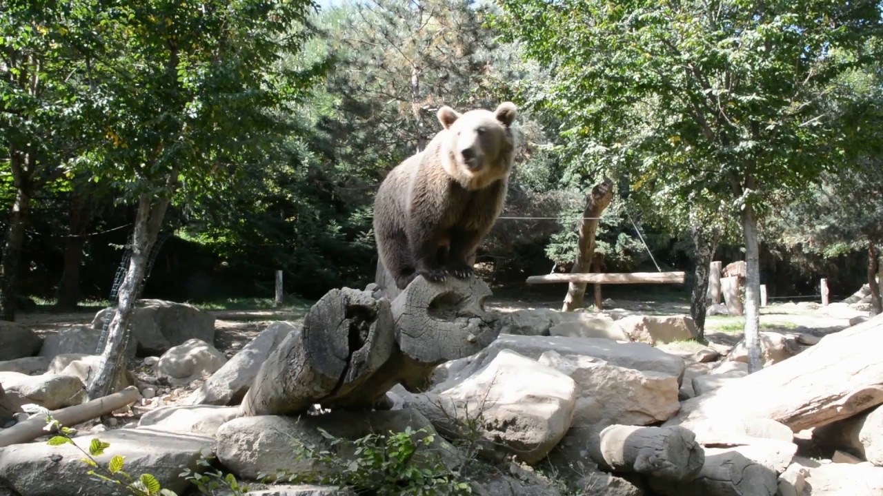 ours avec grosse queueamusant porno tube