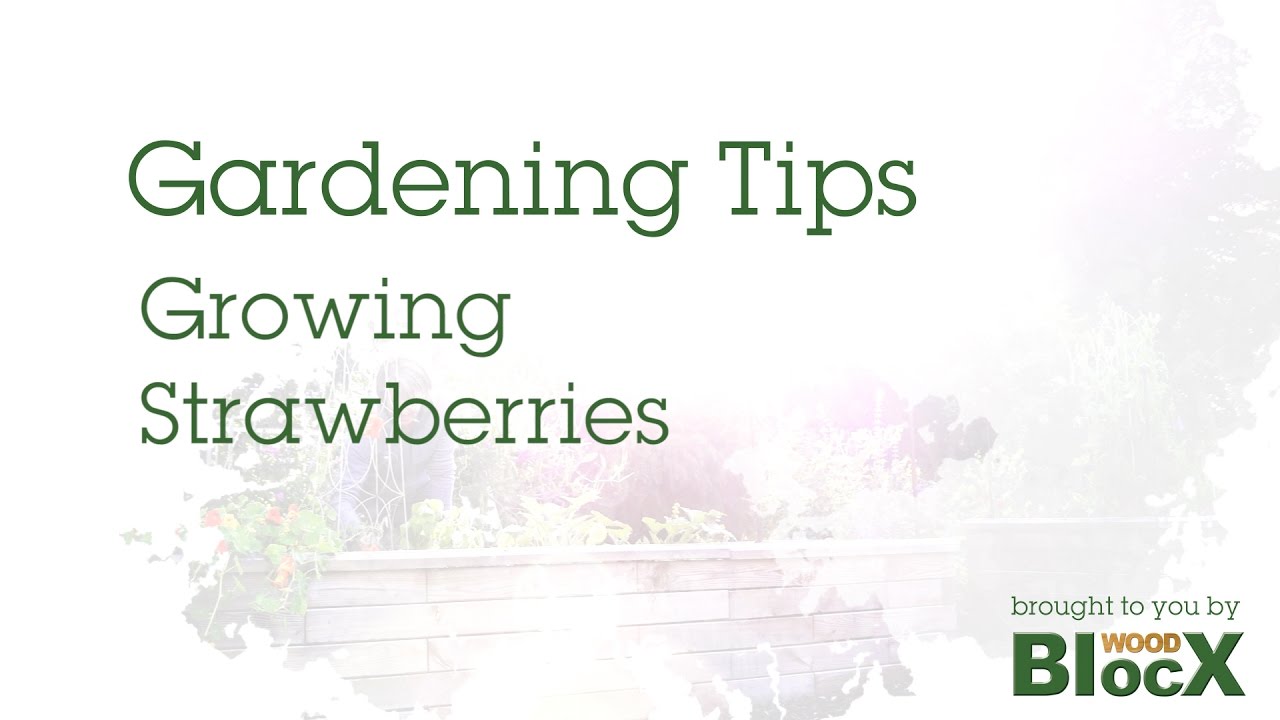How to Grow the Perfect Strawberries at Home - Gardening Tips - YouTube