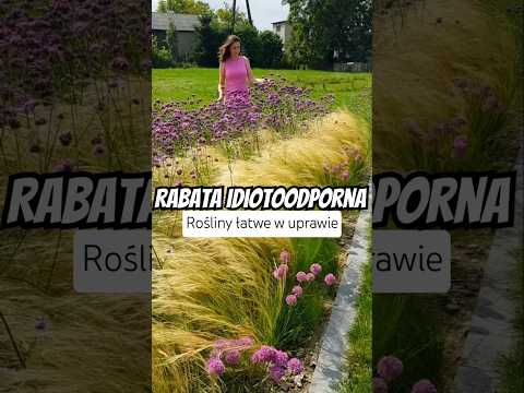 Rośliny łatwe w