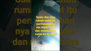 tips rbw baru supaya cepat di huni burung walet dan sukses