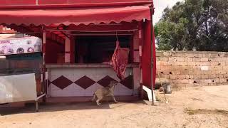 Hund Klaut Das Fleisch