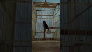 Download Lagu Si radja poksay mantel MP3