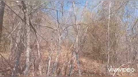 7 (3)dib qaib tuaj zoo heev nawb 2023