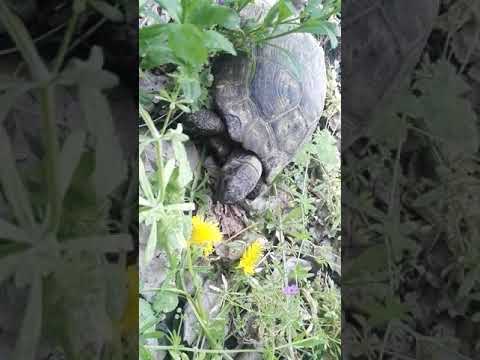 Video: Kaplumbağa Qobig'i Salatini Qanday Tayyorlash Mumkin