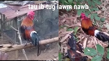 Dib tau ib tug lawm nawb tu no nyiam kuj muag 02023876723